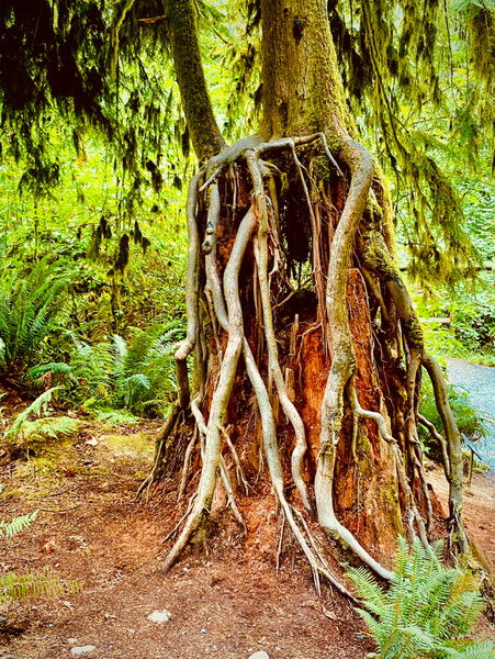 Along the Snoqualmie River, WA

#thicktrunktuesday #thicc #tree #stump #nature #naturephotography #naturescape

Nursery Stump © 2025 by Eric von Foerster is licensed under CC BY-SA 4.0
