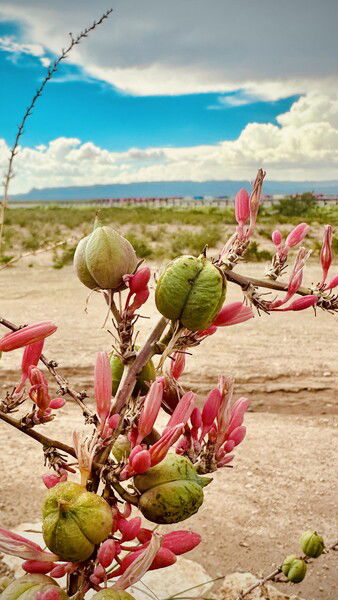 Somewhere in Texas….

#landscapephotography #landscape #naturephotography #silentsunday #flowers #bloomscrolling #desert #texas

Pod Poppin © 2025 by Eric von Foerster is licensed under CC BY-SA 4.0