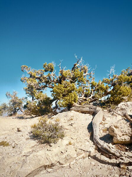 Up on Hwy 158, Nevada