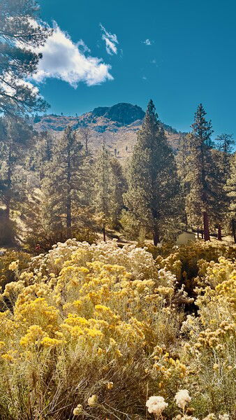 Mountains, sunshine and pines, ahhhh
