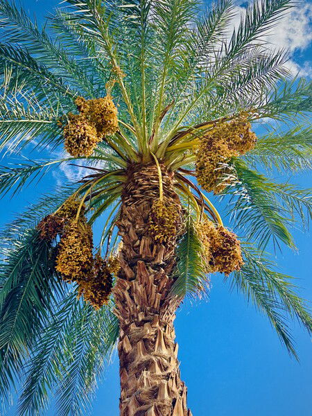 It’s raining dates! 🌴