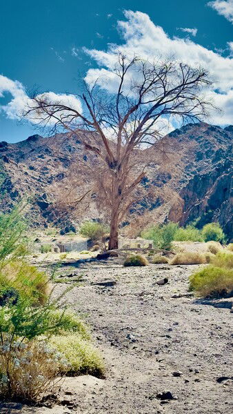 This tree has seen some things