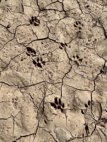 They went <— that way! —>