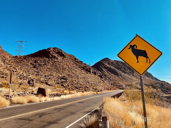 Roaming the Desert….watch out for bighorn sheep.
