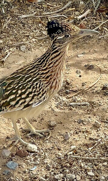 I finally got a closeup shot, in focus, of a Greater Roadrunner. Been trying for years. Beep Beep!