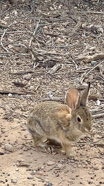 Hippity Hoppity Floppity