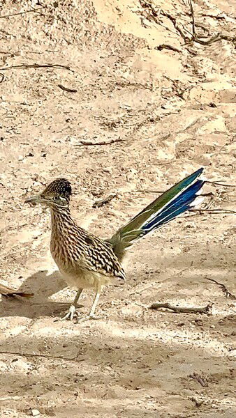 You can only see the blue in the Greater Roadrunner’s tail feathers when they raise and spread them, the sunlight helped make them brighter too.