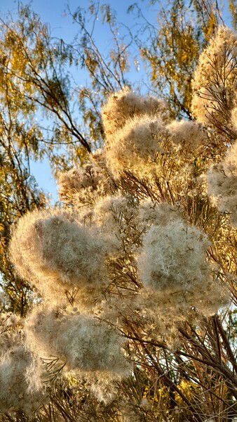 It seems le poofs are in bloom. 