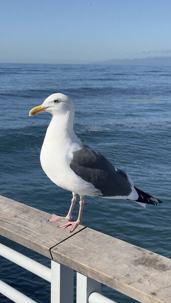 This distingushed fellow is Irving. 