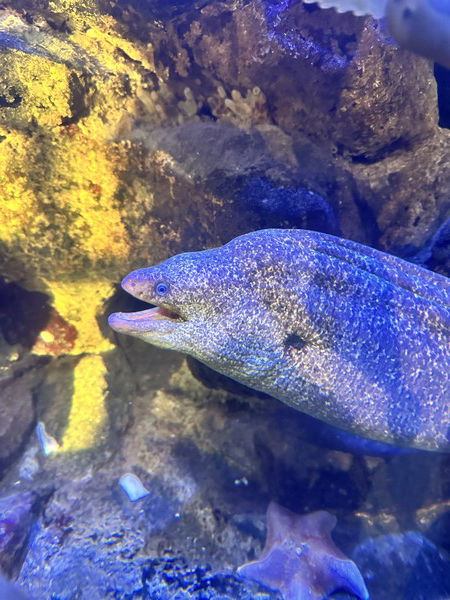 To me it looks like he’s saying “ta-daaaaa!”