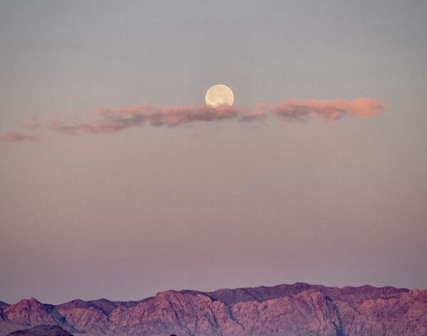Desert Moon  🌵🌕 🐺