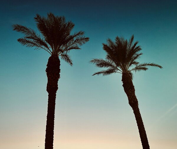 No snow here, just palm trees.