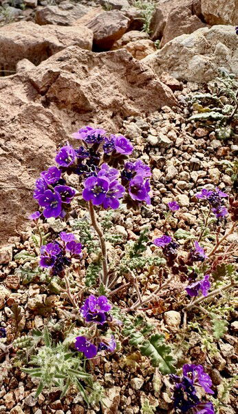 I don’t know what they are but they are purdy and poppin’ up everywhere.