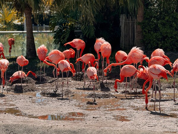 Flamingos at the Miami Zoo