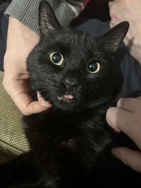 A photo of my black cat sticking his tongue out