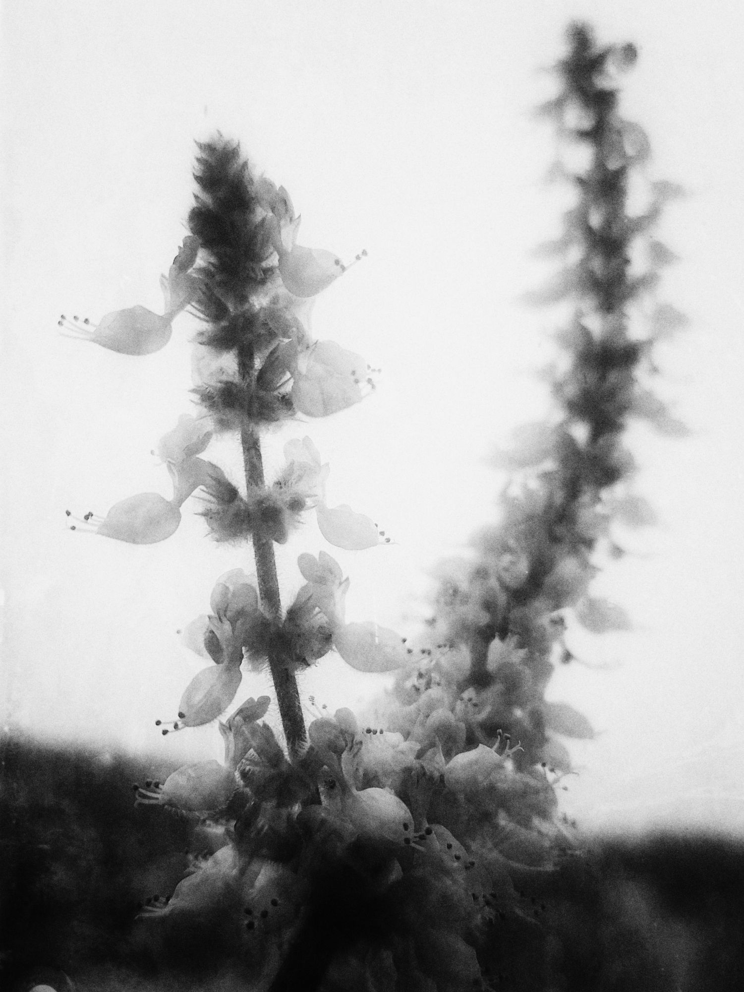 Indoor flower blossoms, monochrome closeup.