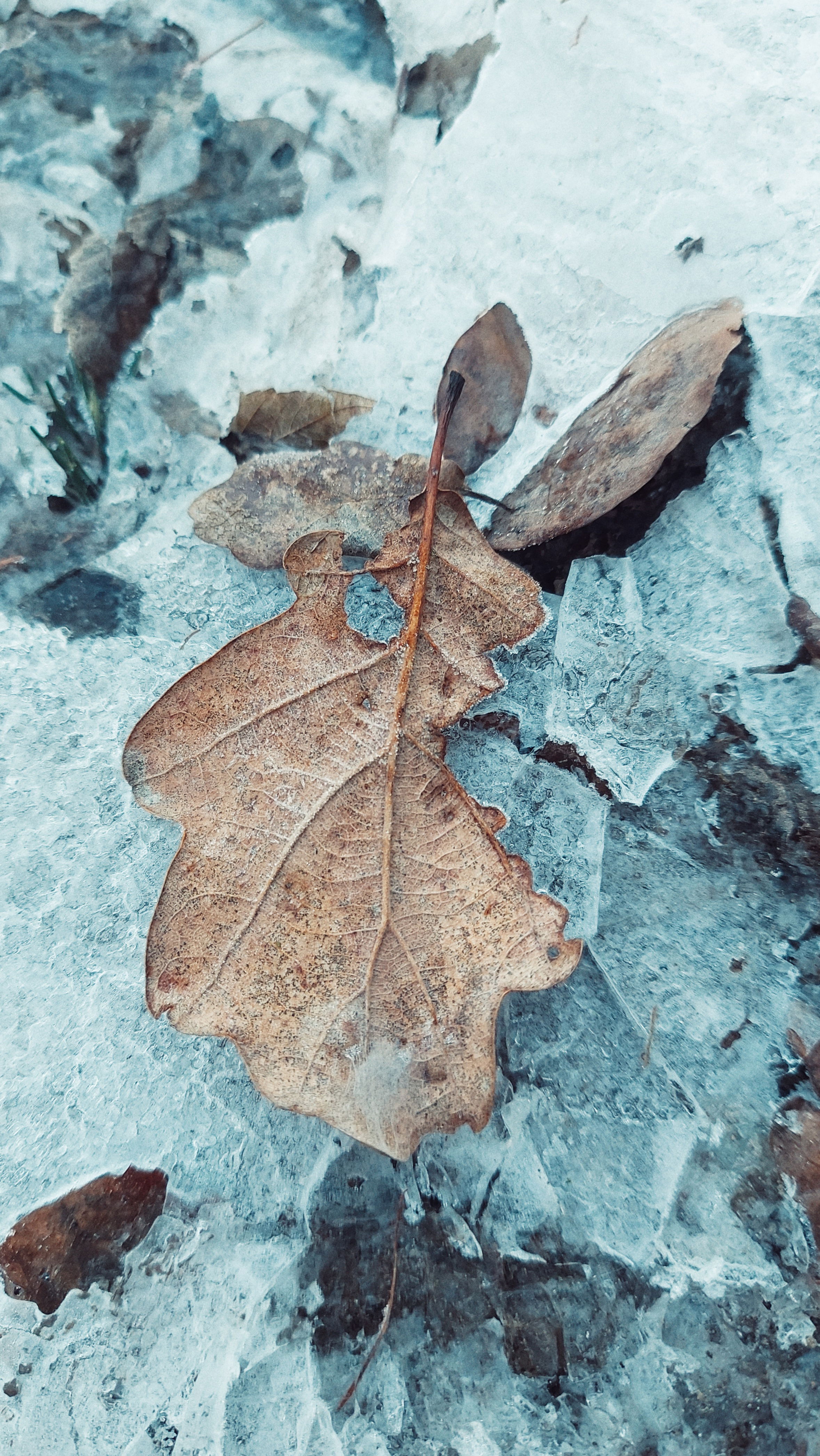 A brown leaf on frozen surface.