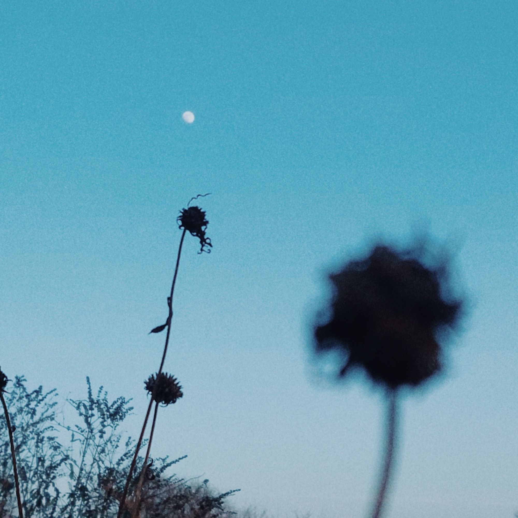 Moon on a calm blue sky. Two dried plants in front.