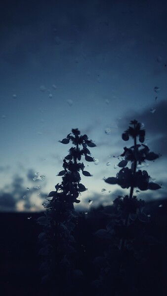 The indecisive morning.