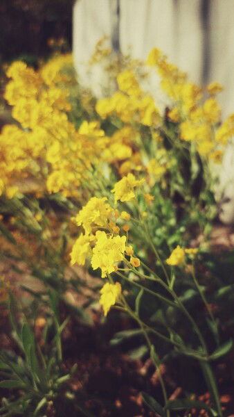 The bright mornings. 