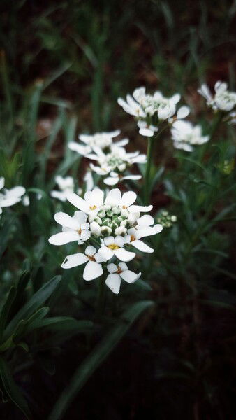 A grey mornings white light.