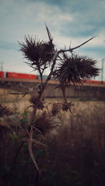 The grey and the pale.