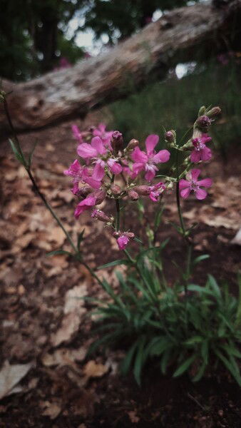 Same forest different bloom.