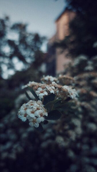 Similar blossoms, different houses