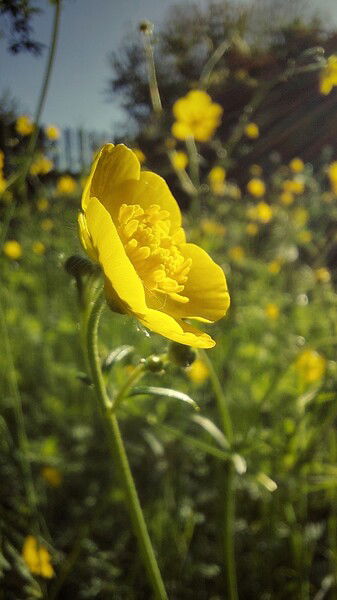 The local wilderness. 