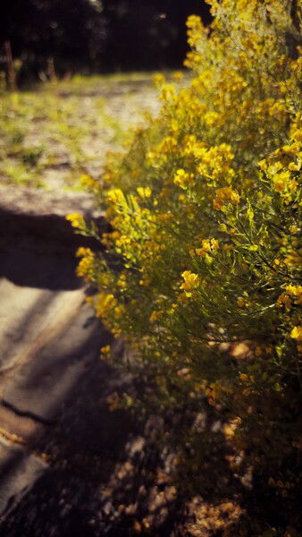 Lower life, late sun.