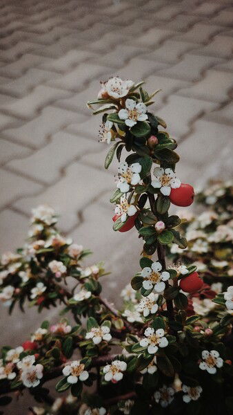 Randgrün. Und verschiedene Farben.