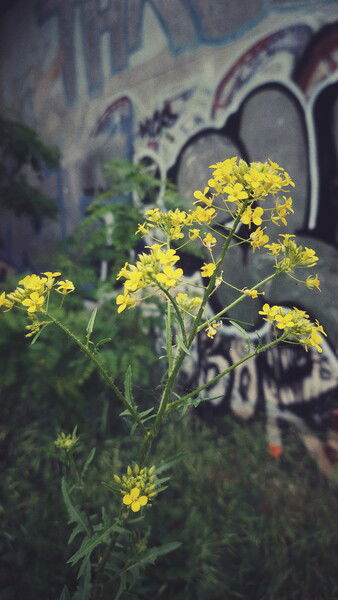 The secret colour in grey neighbourhoods.