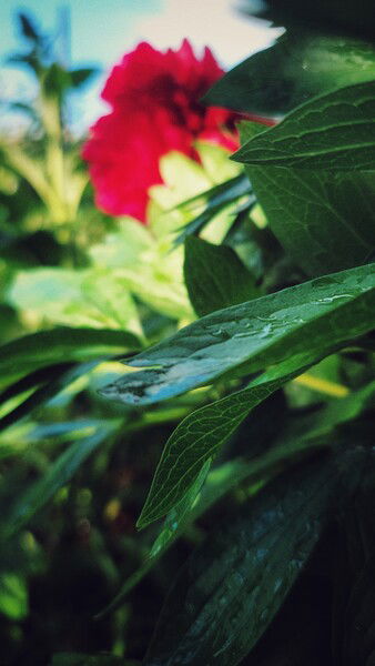 Tracing water on the leaves.