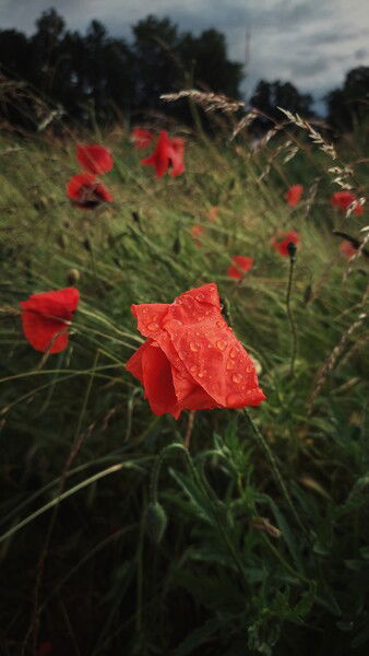Red is a slow colour.