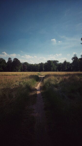 Another early summer glimpse.