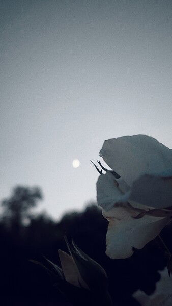 The quiet encounters. 