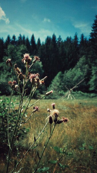 Along the way, the light in the forest.