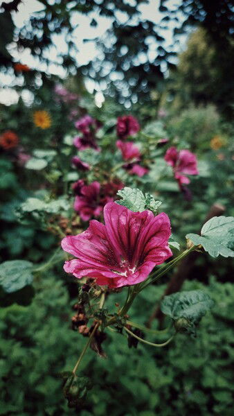 The colours of a fleeing season. 