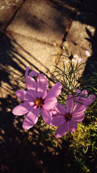 Shadows growing longer.