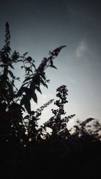 The calm in late days.