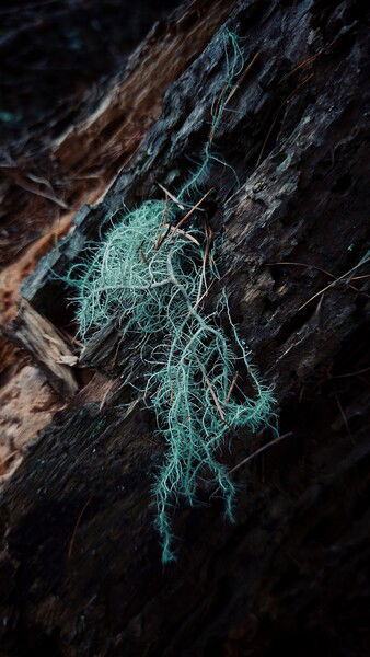 Low life in the shadows. 