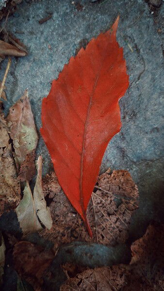 The colours the season and always somewhere.
