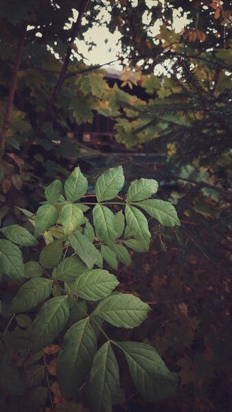 The village and its autumn.