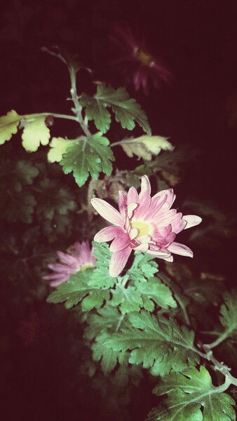 The green the pink and more dwellers in the dark.