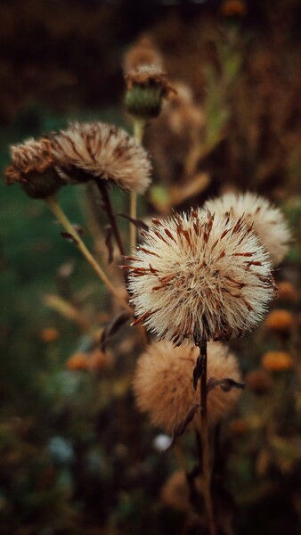 Late year warm colours. 