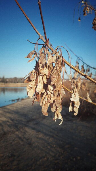 The bright light in cold winds.