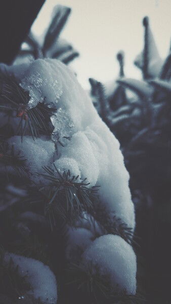 Still under the snow.