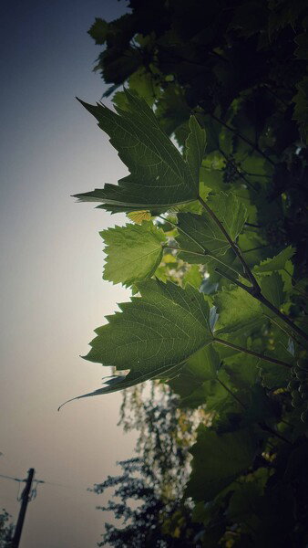 Summer green.